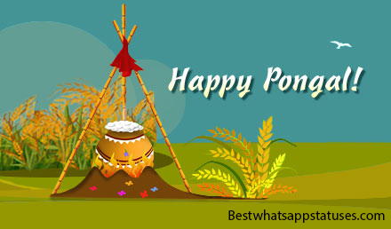 Pongal Whatsapp status